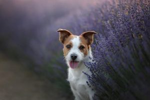 pets-essential-oils-are-they-safe
